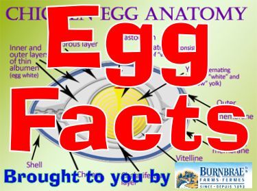 egg-facts